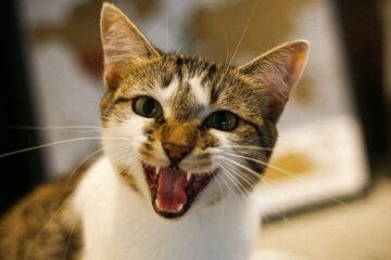 that cat gonna eat the photographer's face | roll to disbelieve