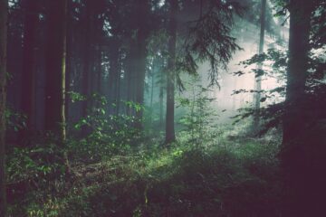 our kind has always yearned for the cool dark beauty of the forests | roll to disbelieve
