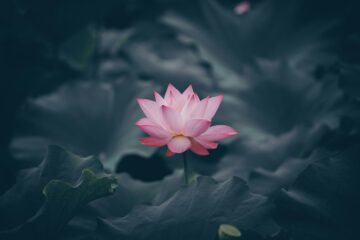 a lotus in the stream that is what we are | roll to disbelieve
