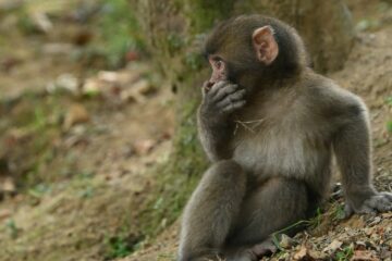 a monkey witness to something curious | roll to disbelieve