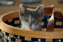 deranged kitten in a basket
