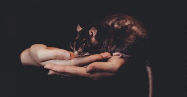 Sweet rat friend!