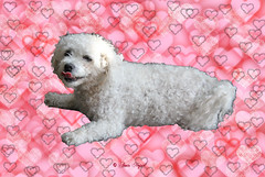 Cute Puppy Cute Puppy
