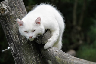 White cat