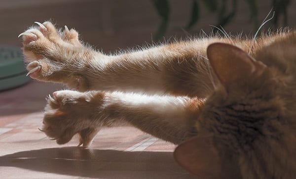 an orange tabby cat with paws out and extended