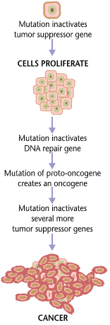 From the National Cancer Institute. http://pre... From the National Cancer Institute. http://pre...