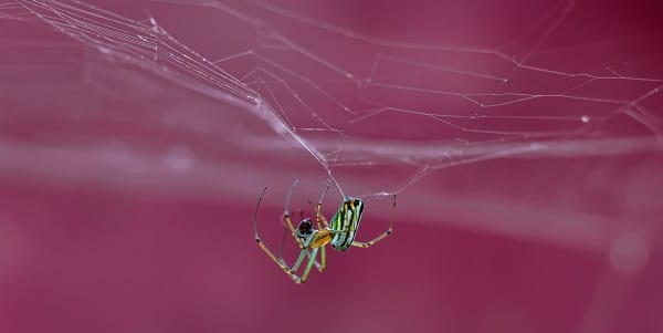 spider spinning web against something pink-colored