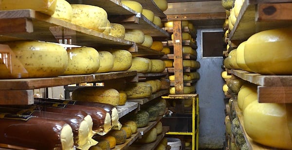cheeses maturing in a cellar