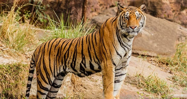 the tigers feasting on white evangelical hearts