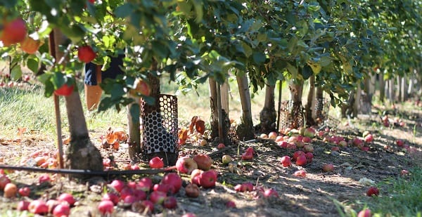 apples in an orchard