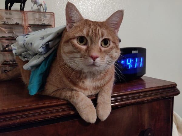 bother looks adorable on a bureau with clothes stacked on her back