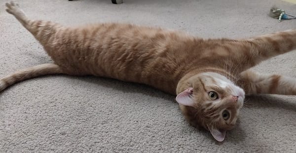 my cat stretches so beautifully