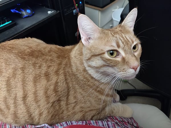 bother sits on my lap now!