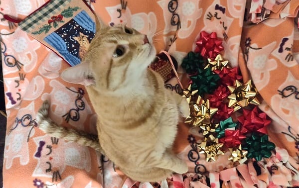 christmas christmas photoshoot