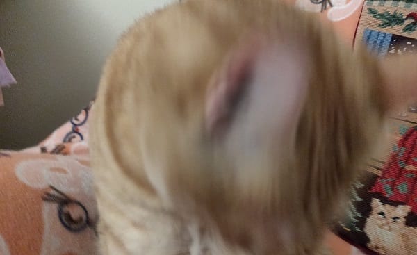 blurry bother cat