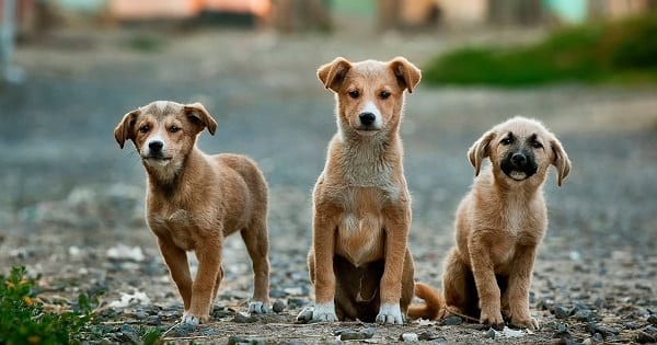 brave little dogs in Marrakesh