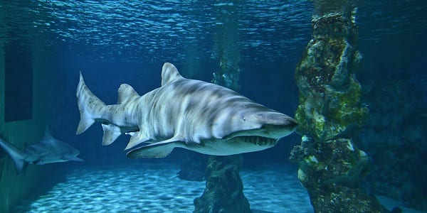 predators prowl the deeps