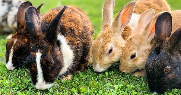 bunbuns on the grass