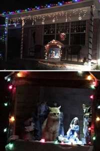 annoyed ginger cat sits in an outdoor nativity set