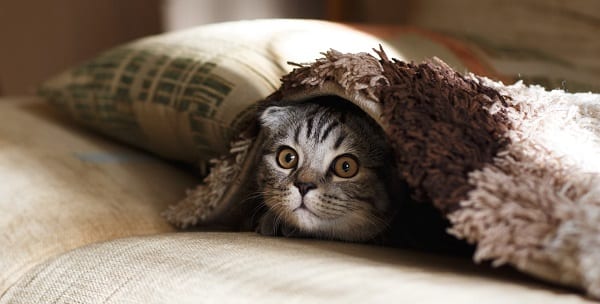 kitten crouching under rug
