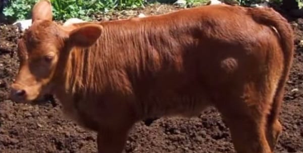 the red heifer at last