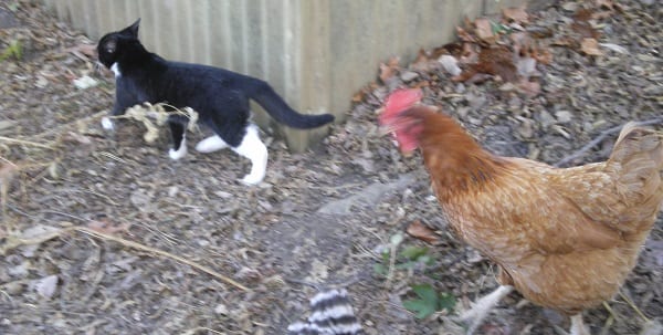 a chicken chases a tuxedo cat