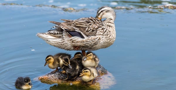 lee strobel on a rock with his followers
