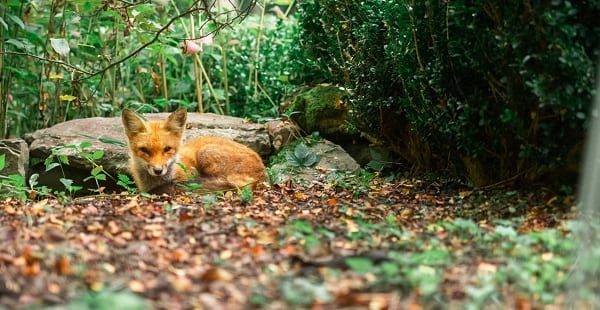 a cute red fox resting against rocks in a forest