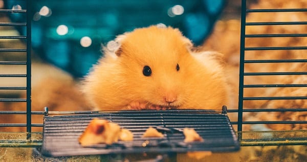 mclaughlin likes hamsters too I hear
