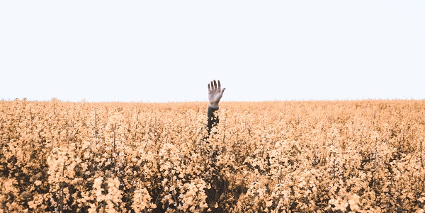 lost in a field