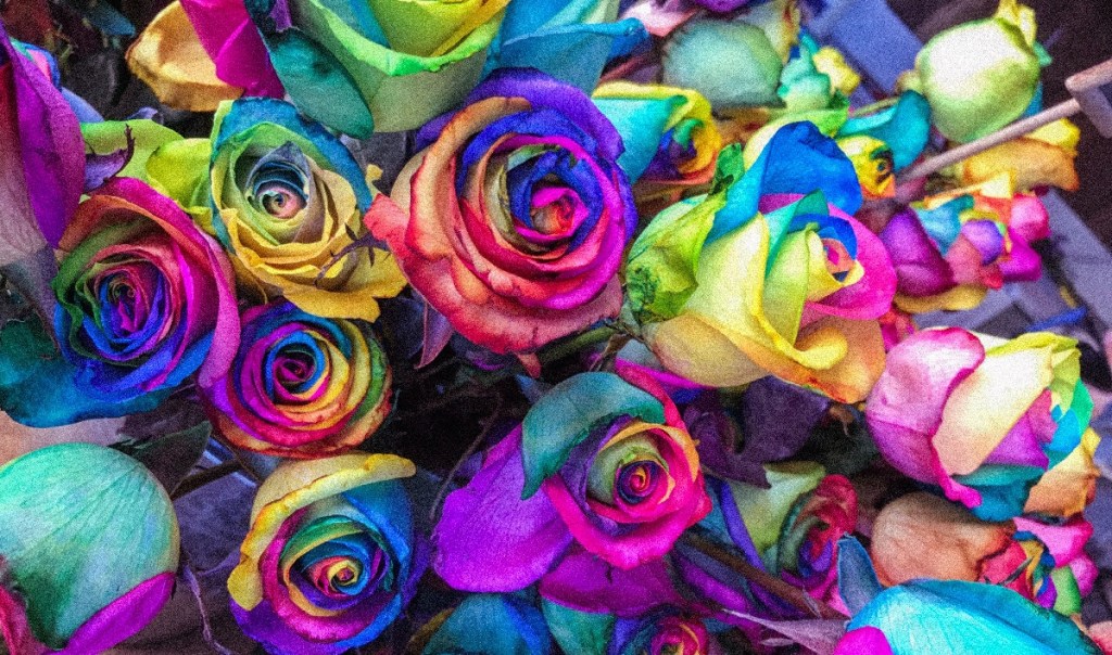 and yet we bloom