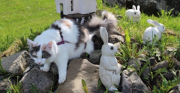 one of these things is not like the others, one of these things just doesn