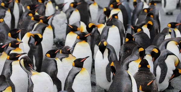 penguins milling around