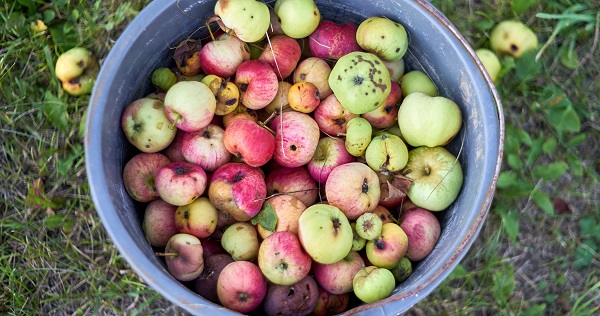 A blue bucket full of apples. Many are starting to rot or in the process of rotting. The bucket is set on the grass.