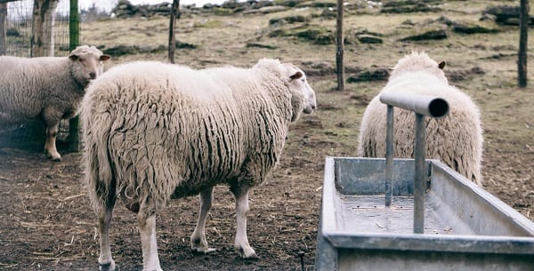 sheep blowing us off
