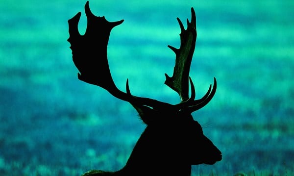 a teal deer