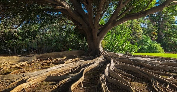 hebrew roots think they