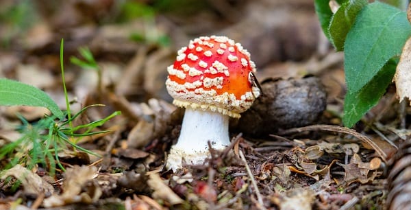 a bright red mushroom for weak christians
