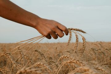white unto harvest | roll to disbelieve