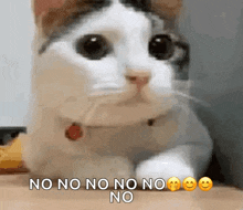 A cute kittycat shaking her head no, with the words "NO NO NO NO", with smiling emojis at the end