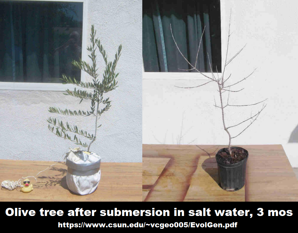 an experiment described in: https://www.csun.edu/~vcgeo005/EvolGen.pdf
Someone submerged a healthy young olive tree in salt water for three months. Obviously, it completely died during that time. Pic is a before and after of the plant.