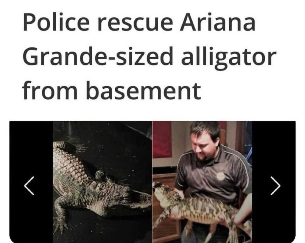 Police rescue Ariana Grande-sized alligator from basement [picture of man holding smallish alligator]