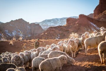 the sheep might notice this one | roll to disbelieve