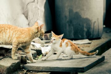 step light there, kitty | roll to disbelieve