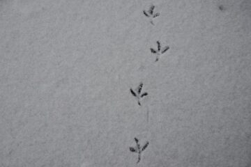 so I asked, 'Jesus, where were you when there was only one set of footprints?' and he answered 'sand people always ride single file in order to hide their numbers' | roll to disbelieve